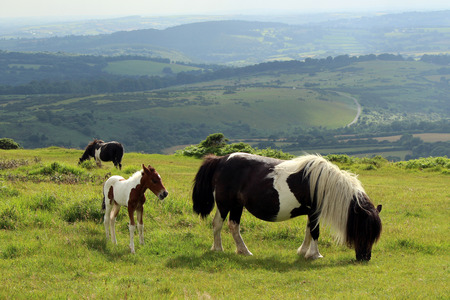 Dartmoor Pony and Foal, Dartmoor National Parkの写真素材