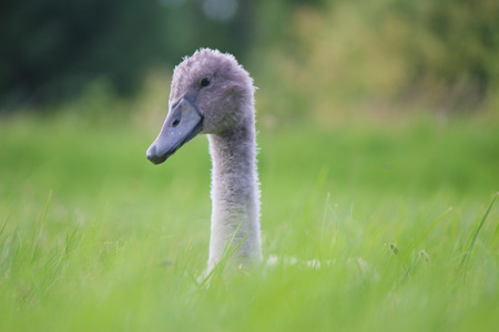 Cygnet/ Young White Swan sitting on grassの写真素材