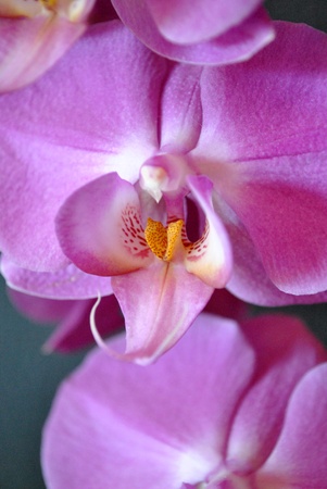 pink orchidの写真素材