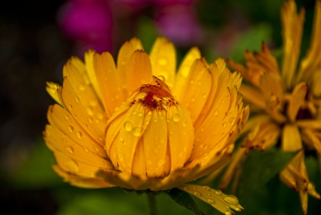 rain drops on a yellow flowerの写真素材