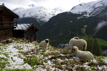 a flock of sheeps in swiss alpsの写真素材