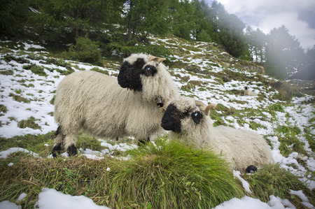 a couple of sheeps in a field near zermattの写真素材