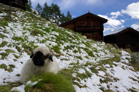a sheep in a field near zermattの写真素材