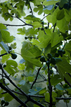leaves of a fig treeの写真素材