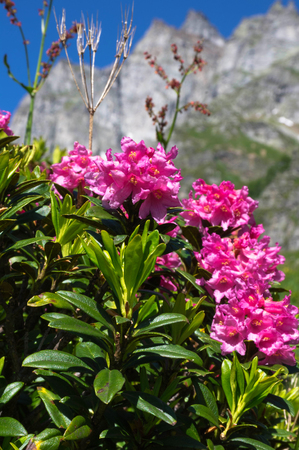 flowers in alpe devero during summerの写真素材