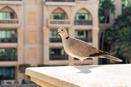 White dove on the ledge, summer.の写真素材