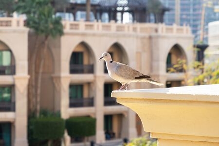 White dove on the ledge, summer.の写真素材