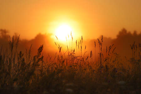 Golden sunrise over grass, selective focus in the foreground, background blurred.