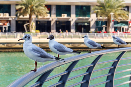 Seagulls sit on a parapet on the Bay embankmentの写真素材