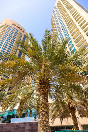 Palm tree on the background of hotels in Dubai marina. United Arab Emirates Dubai March 2019