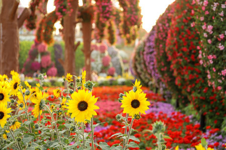 Yellow sunflower flower in the park.の写真素材