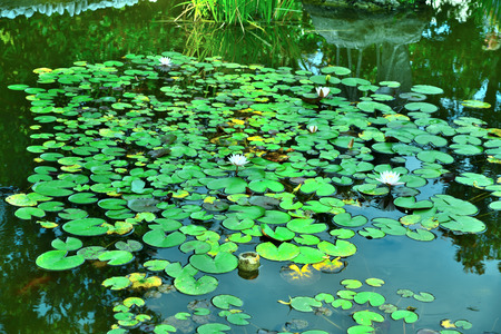 Nymphaea tetragona blooms in the pond. Riviera Park, Sochi, Russia.の写真素材
