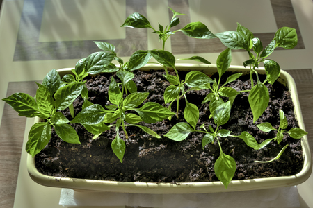 young shoots of red chili peppersの写真素材