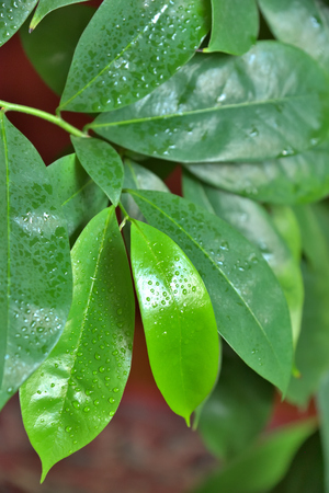 Guanabana is a tropical tree in the home grown from sunflower seeds, 2 years old.の写真素材
