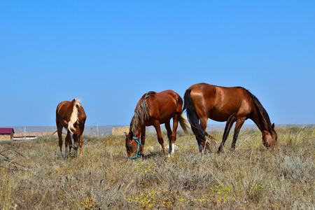 horses in the steppe are looking for foodの写真素材