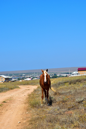 horses in the steppe are looking for foodの写真素材