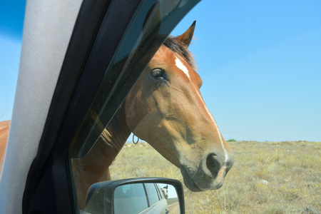 horses in the steppe are looking for foodの写真素材