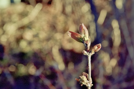 a young leaf of honeysuckle, an awakening in the spring.の写真素材