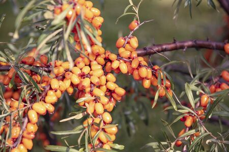 Ripe sea-buckthorn berries covered the branches with a solid yellow color.の写真素材