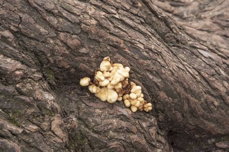 A whole family of mushrooms grew on a tree in the park.の写真素材