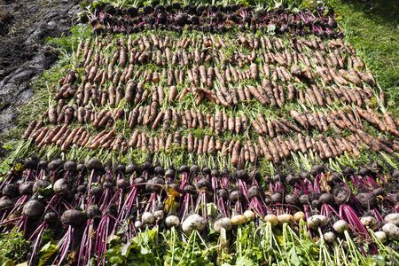 After the vegetables were dug from the ground, they were laid out on the lawn for drying.の写真素材