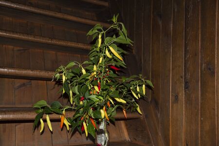 A bush of chili peppers in a bottle stands on a wooden staircase with red and yellow pods.の写真素材