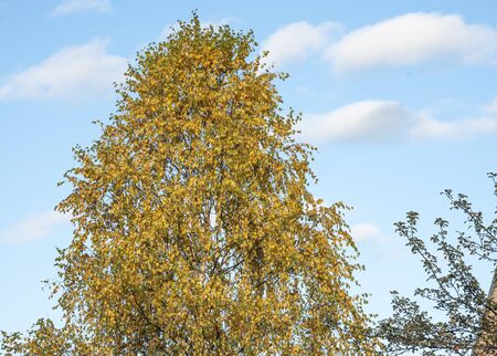 Yellowed birch on the background of a pale blue autumn sky.の写真素材