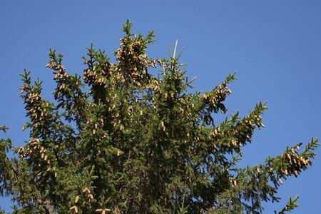 Against the bright blue sky, green needles and light brown cones look great.の写真素材