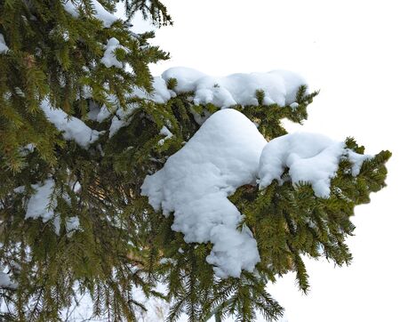 White snow lay on the green needles of spruce.の写真素材