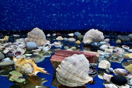 In the aquarium at the bottom are shells, sea pebbles and a piece of marble filled with water.の写真素材