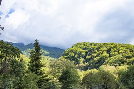 In the mountains of Abkhazia at an altitude of 1000 meters above sea level, many different types of trees grow, forming forests.の写真素材