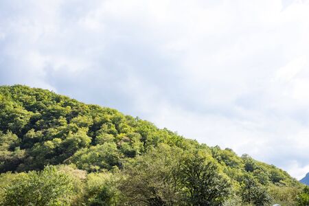 In the mountains of Abkhazia at an altitude of 1000 meters above sea level, many different types of trees grow, forming forests.の写真素材