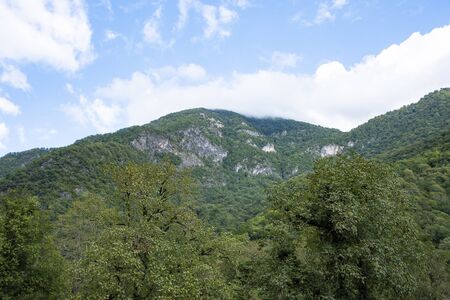 In the mountains of Abkhazia at an altitude of 1000 meters above sea level, many different types of trees grow, forming forests.の写真素材
