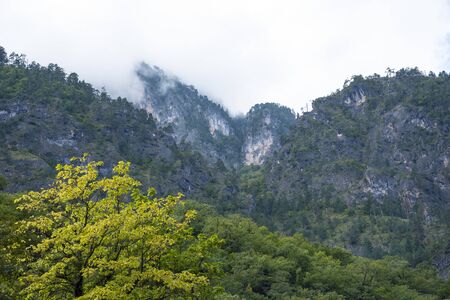In the mountains of Abkhazia at an altitude of 1000 meters above sea level, many different types of trees grow, forming forests.の写真素材