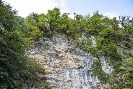 In the mountains of Abkhazia at an altitude of 1000 meters above sea level, many different types of trees grow, forming forests.の写真素材
