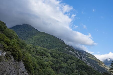 In the mountains of Abkhazia at an altitude of 1000 meters above sea level, many different types of trees grow, forming forests.の写真素材