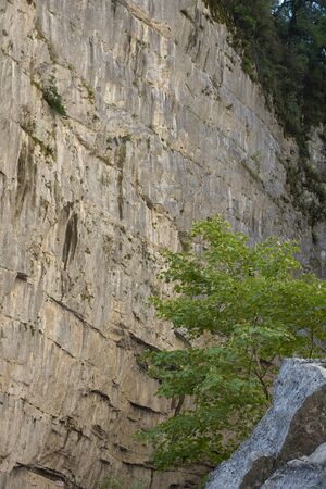 In the mountains of Abkhazia at an altitude of 1000 meters above sea level, many different types of trees grow, forming forests.の写真素材