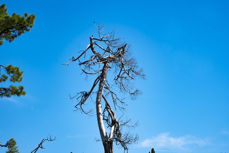 Against the background of the blue sky and the magnificent growing pine, whose branches we see on the left side of the frame, this tree looks even worse.の写真素材