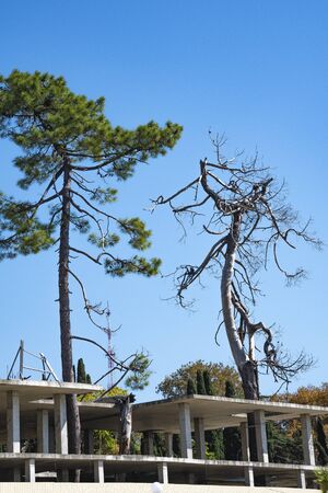 Two trees grow on an abandoned construction site, one of them died.の写真素材