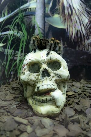 The spider, Latin name Brachypelma albopilosum, poses on the layout of the skull.の写真素材