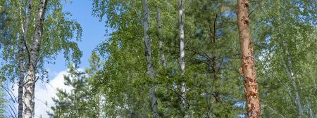 Through the trunks of pines and birches, a blue sky is visible.の写真素材