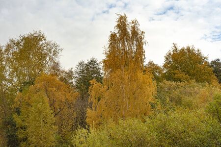 Yellow birch on a background of cloudy sky.の写真素材