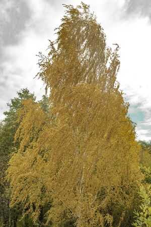Yellow birch on a background of cloudy sky.の写真素材