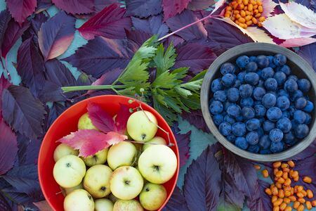 Leaves of wild grapes attacked the table, covered the dish with apples and blackthorn, and next to them were buckthorn berries on the leaves.の写真素材