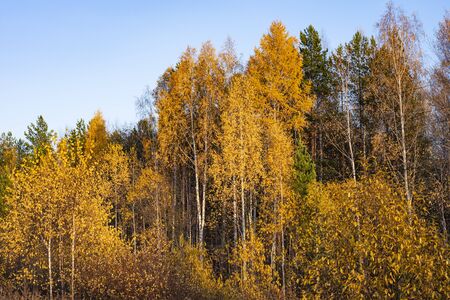 In the foreground are yellow deciduous trees, followed by green pine trees against a pale blue sky.の写真素材
