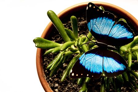On a white background is a brown flower pot with a green plant on which an artificial butterfly sits.の写真素材