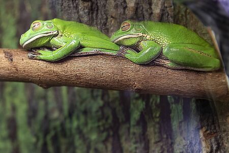Green tree frogs are sitting on a wooden branch in a terrarium.の写真素材