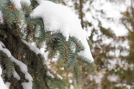 Green needles on the branches of conifers look contrasted against the background of white snow, cloudy weather added mystery and drama.の写真素材