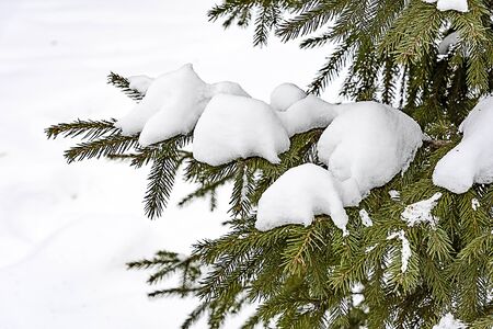 Green needles on the branches of conifers look contrasted against the background of white snow, cloudy weather added mystery and drama.の写真素材