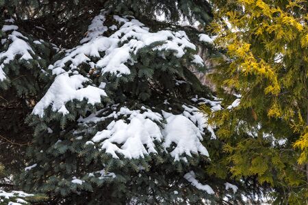 Green needles on the branches of conifers look contrasted against the background of white snow, cloudy weather added mystery and drama.の写真素材